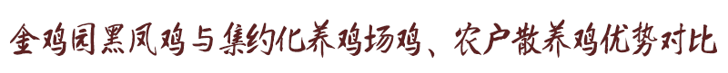 金雞園黑鳳雞與集約化養雞場雞、農戶散養雞優勢對比