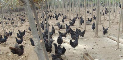 黑鳳雞的養殖環境，爲生産無公害生态蛋