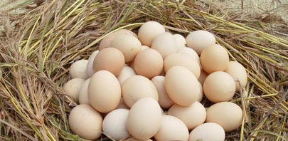 土雞蛋生态雞蛋的安全承諾，無公害生态蛋飼喂。